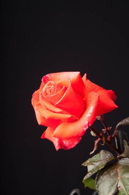 Su damlaları ile Pretty gül