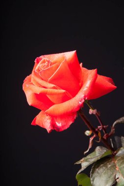 Su damlaları ile Pretty gül