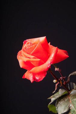 Su damlaları ile Pretty gül