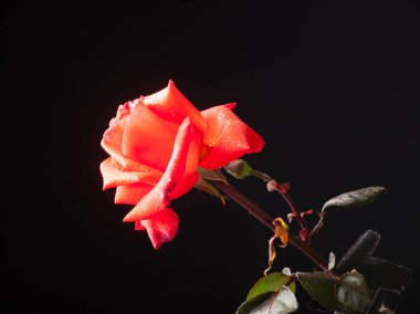 Su damlaları ile Pretty gül