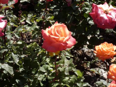 Şehir bahçesinde güller