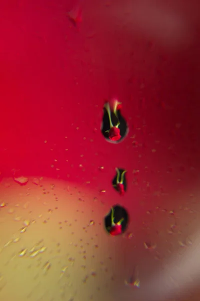 Pretty rose with water drops