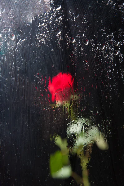 Pretty rose with water drops