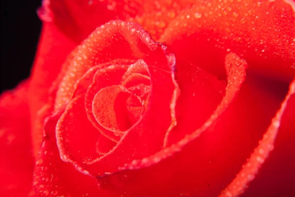 Pretty rose with water drops