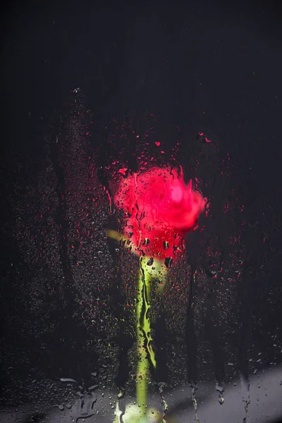 Pretty rose with water drops