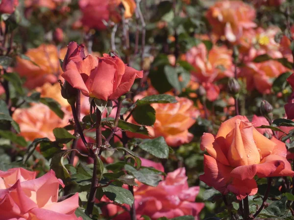 都会の庭やバラの中の都市のバラ — ストック写真