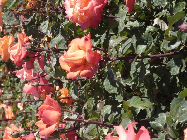 Roses Ville Dans Jardin Urbain Peut Être Dans Une Rose — Photo