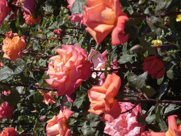 Stadtrosen Einem Städtischen Garten Oder Vielleicht Einer Rose — Stockfoto