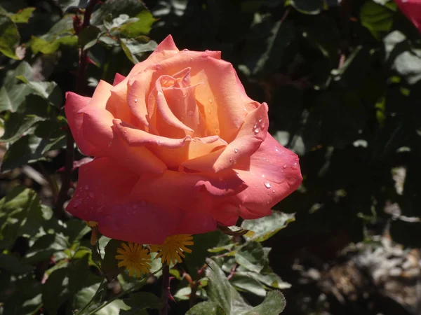 Rose Giardino Cittadino — Foto Stock