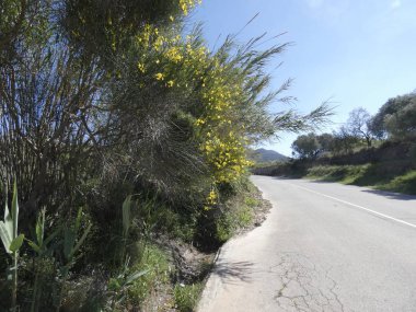 Bir dağ yolunun kenarındaki vahşi sarı çiçekler.