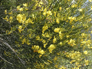 Bir dağ yolunun kenarındaki vahşi sarı çiçekler.