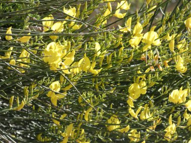 Bir dağ yolunun kenarındaki vahşi sarı çiçekler.