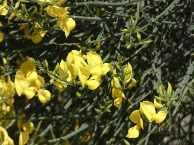 Bir dağ yolunun kenarındaki vahşi sarı çiçekler.