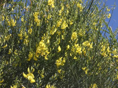 Bir dağ yolunun kenarındaki vahşi sarı çiçekler.