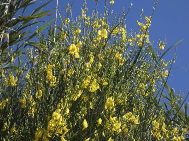 Bir dağ yolunun kenarındaki vahşi sarı çiçekler.