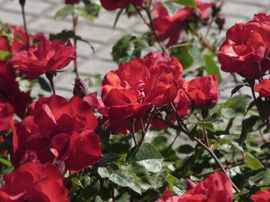 Şehir bahçesinde güller