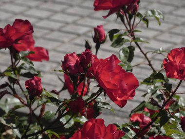 Şehir bahçesinde güller