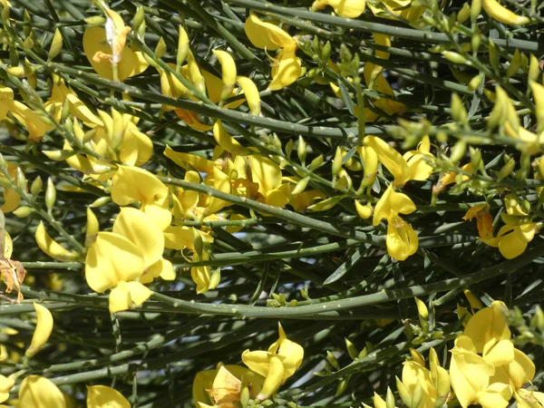 Άγρια Κίτρινα Λουλούδια Στην Άκρη Ενός Βουνού — Φωτογραφία Αρχείου