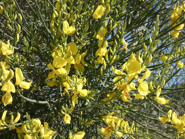 Άγρια Κίτρινα Λουλούδια Στην Άκρη Ενός Βουνού — Φωτογραφία Αρχείου