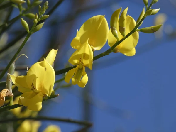 Fleurs Jaunes Sauvages Sur Bord Sentier Montagne — Photo