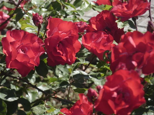 城市花园中的玫瑰 — 图库照片