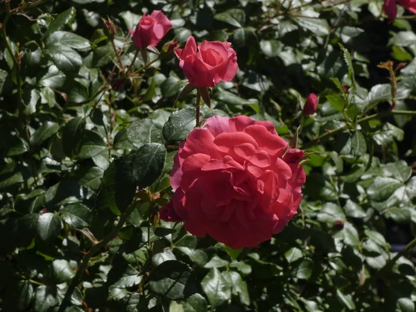 Rosas Jardín Ciudad —  Fotos de Stock