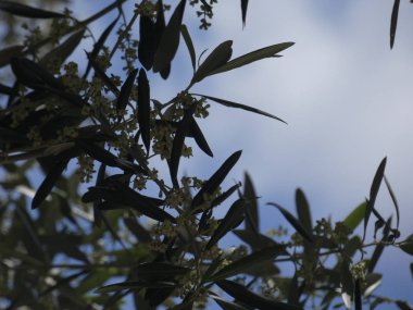 İlkbaharda zeytin yaprağı ve çiçekleri