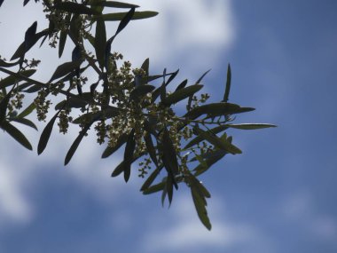 İlkbaharda zeytin yaprağı ve çiçekleri