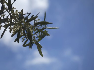 İlkbaharda zeytin yaprağı ve çiçekleri