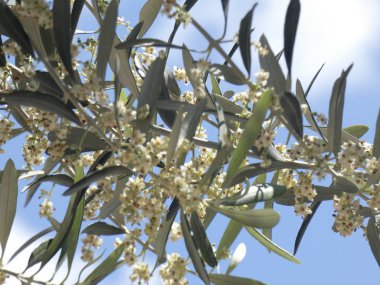 İlkbaharda zeytin yaprağı ve çiçekleri