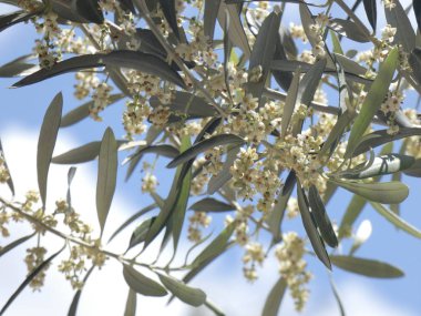 İlkbaharda zeytin yaprağı ve çiçekleri