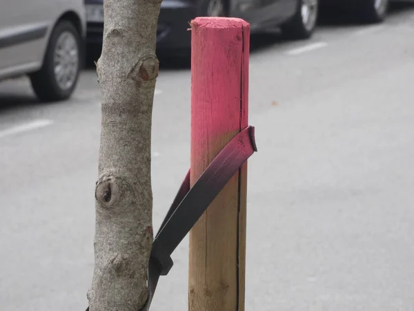 Riem Die Boom Recht Gezond Laat Groeien — Stockfoto