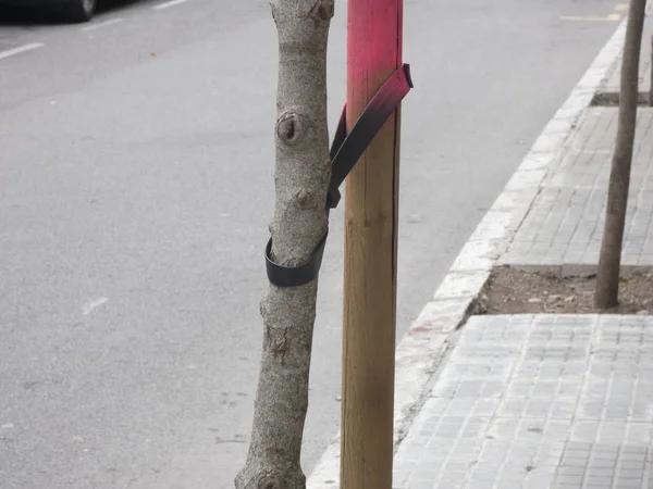 Correa Para Árbol Crecer Recto Saludable —  Fotos de Stock