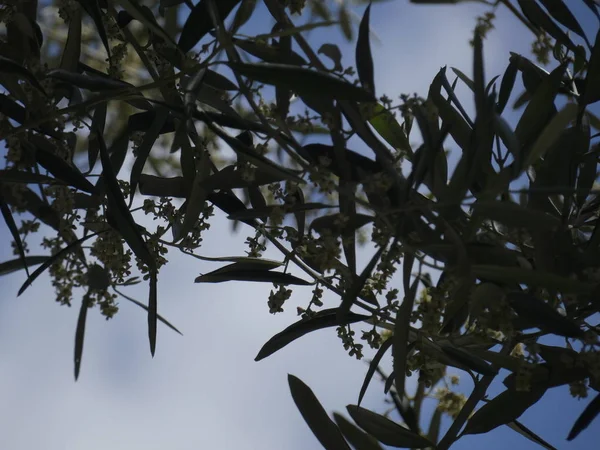 Φύλλα Ελιάς Και Λουλούδια Την Άνοιξη — Φωτογραφία Αρχείου