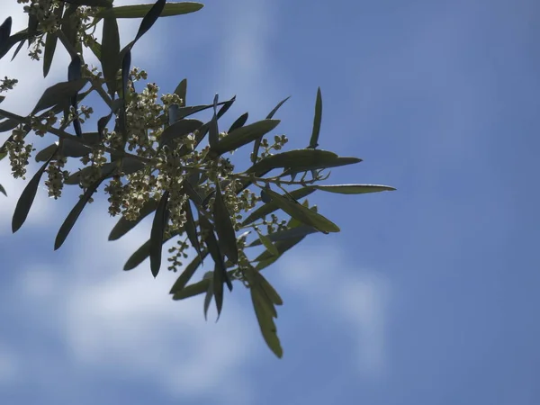 Φύλλα Ελιάς Και Λουλούδια Την Άνοιξη — Φωτογραφία Αρχείου