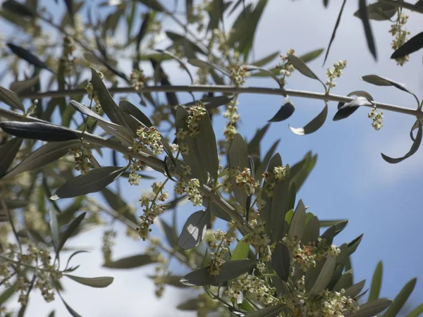 春のオリーブの葉と花 — ストック写真