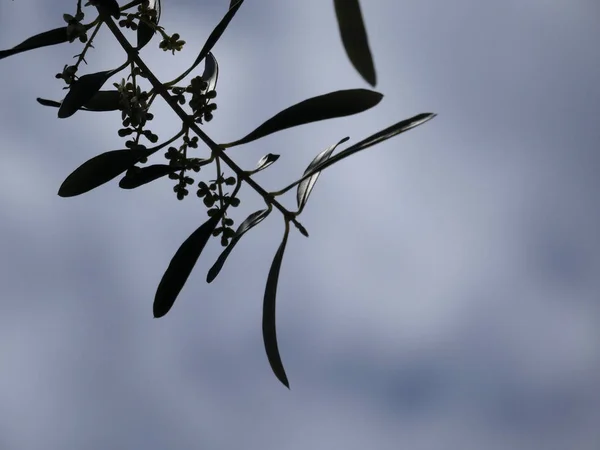 Φύλλα Ελιάς Και Λουλούδια Την Άνοιξη — Φωτογραφία Αρχείου