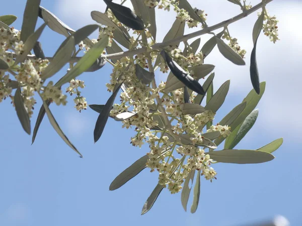 春のオリーブの葉と花 — ストック写真