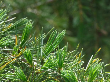 Yeşil yapraklar, klorofil dolu. İğne gibi keskin bıçaklar