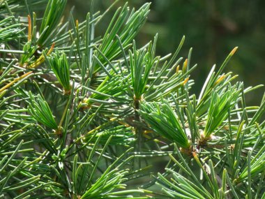 Yeşil yapraklar, klorofil dolu. İğne gibi keskin bıçaklar