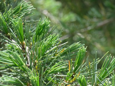 Yeşil yapraklar, klorofil dolu. İğne gibi keskin bıçaklar
