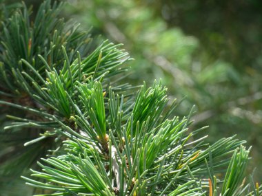 Yeşil yapraklar, klorofil dolu. İğne gibi keskin bıçaklar