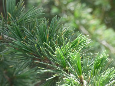 Yeşil yapraklar, klorofil dolu. İğne gibi keskin bıçaklar