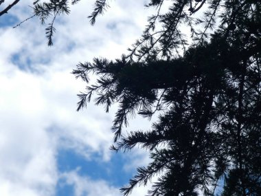 İlkbaharda bulutların ve mavi gökyüzünün arka planı olan bir ağacın yaprakları ve dalları