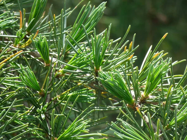 Folhas Verdes Cheias Clorofila Lâminas Afiadas Como Agulhas — Fotografia de Stock