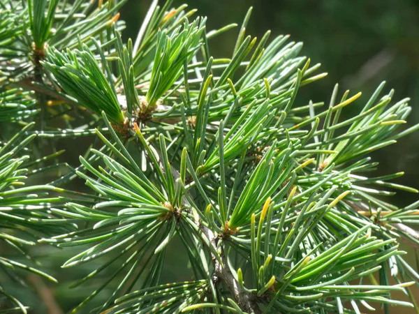Yeşil yapraklar, klorofil dolu. İğne gibi keskin bıçaklar