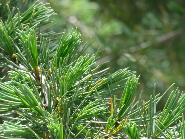 Yeşil yapraklar, klorofil dolu. İğne gibi keskin bıçaklar