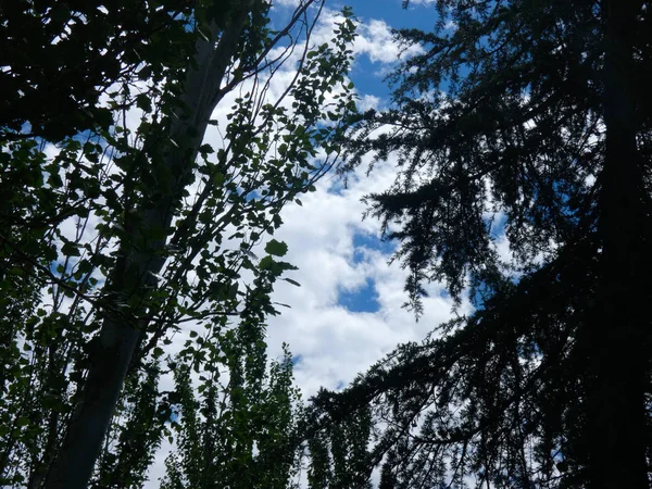 Foglie Rami Albero Con Sfondo Nuvole Cielo Azzurro Primavera — Foto Stock