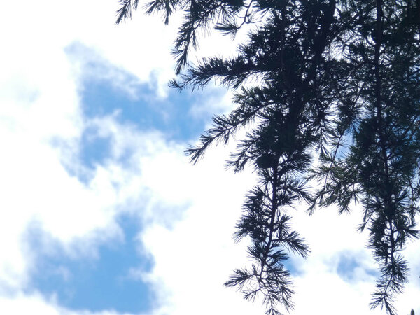 Leaves and branches of a tree with background of clouds and blue sky in spring