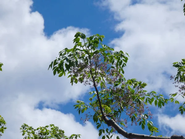 Folhas Ramos Uma Árvore Com Fundo Nuvens Céu Azul Primavera — Fotografia de Stock